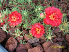 What is this Plant.jpg