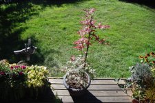 OFS summer growth.jpg
