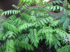 container gardening 2009 ga-20.jpg