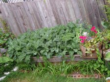 09_Aug06thLettuceFLOWERS&Gazebo_s_040.jpg