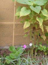09_Aug06thLettuceFLOWERS&Gazebo_s_037.jpg