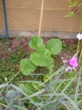09_Aug06thLettuceFLOWERS&Gazebo_s_036.jpg