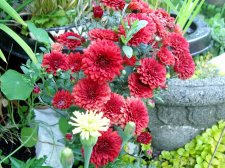 09_AUG19thflowersCHANELkaleNURSERY_s_207.jpg