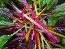 09_AUG26thGardenTomatoCHARDcolors_s_087.jpg