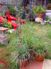 09_AUG26thGardenTomatoCHARDcolors_s_152.jpg