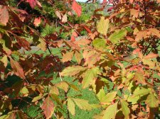 DSC03358 (Medium).JPG