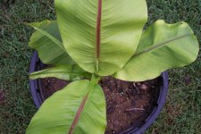 Blakes plant pictures 690.jpg