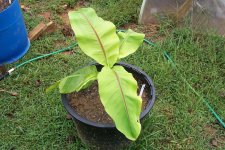 Blakes plant pictures 689.jpg