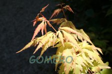 IMG_6334.jpg