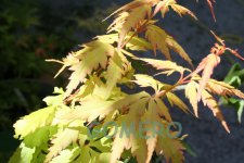 IMG_6333.jpg