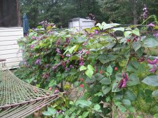 Blakes plant pictures 705.jpg