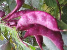 Blakes plant pictures 706.jpg