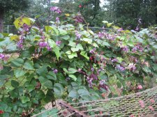 Blakes plant pictures 707.jpg