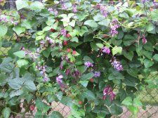 Blakes plant pictures 709.jpg