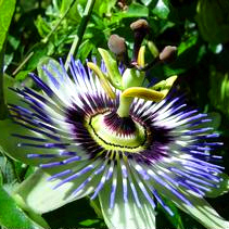 passion-flower.jpg