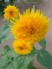 09_SEP21stSunflowrsHOUSEvideo_s_011.jpg