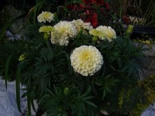 09_SEP21stSunflowrsHOUSEvideo_s_005.jpg