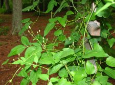 IMG_0070_1.JPG