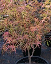 scolopendrifolium.jpg