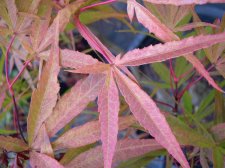 scolopendrifolium2.jpg