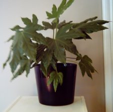 plant1small.JPG