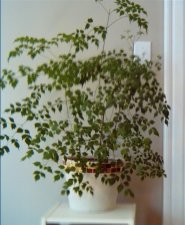 plant2small.JPG