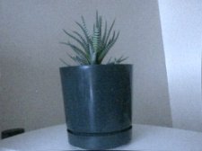 believe its a type of cactus.jpg