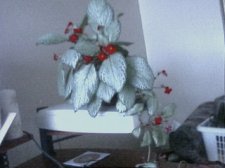 hanging plant.jpg