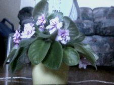 pink flowers.jpg