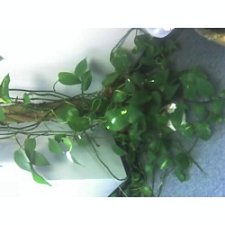 Plant.jpg