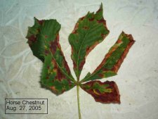 HorseChestnut1.jpg