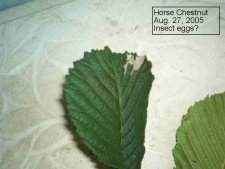 HorseChestnut2.jpg