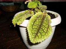 Plant2.jpg