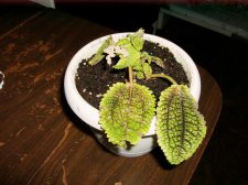 Plant3.jpg