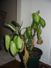 IMG_0385.JPG