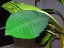 IMG_0011.JPG