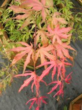 DSCN0271.JPG