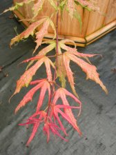 DSCN0272.JPG