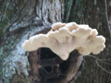 IMG_1054.JPG