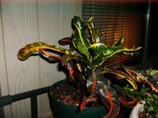 unknown1.JPG