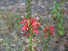 IMG_1089.JPG