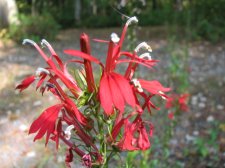 IMG_1090.JPG