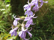 IMG_1140.JPG