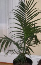 plant.jpg
