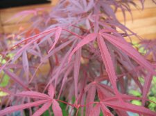 IMG_2903_1_1.JPG