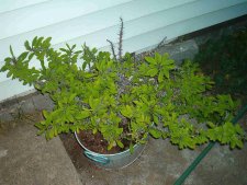 crown of thorns.JPG