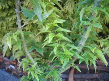 IMG_3753_4_1.JPG