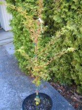 IMG_3744_1_1.JPG
