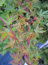 IMG_3746_3_1.JPG