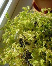 plant3.jpg